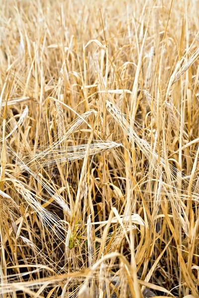 大麦在外地成熟 — 图库照片