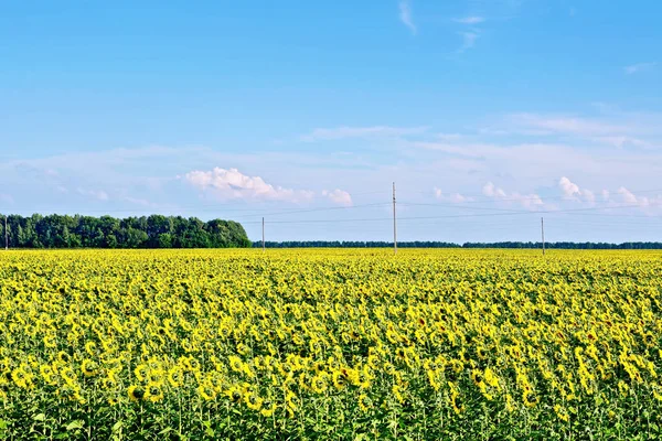 Pole słoneczników i błękitne niebo — Zdjęcie stockowe