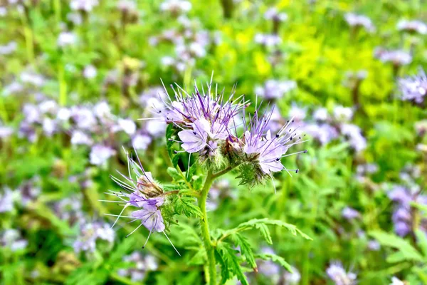 Phacelia kvetoucí a tráva — Stock fotografie