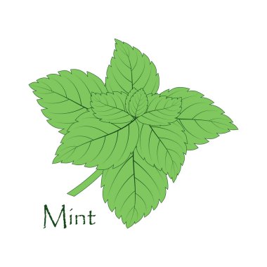 çay, baharat için farklı yemekler lezzet için kokulu madde ile beyaz, arka planda yeşil nane fışkın