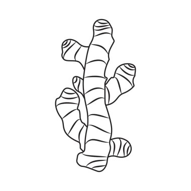 zencefil kökü beyaz arka plan üzerinde. Vektör çizim