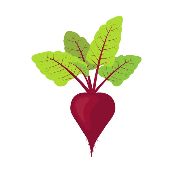 Fresh Beet Leaf Vegetarianism Vector Illustration Isolated White Background — Stock Vector