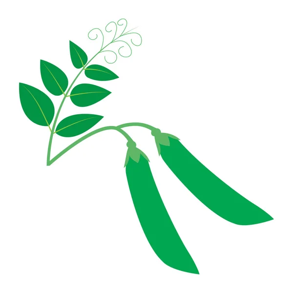 Πράσινα Μπιζέλια Που Απομονώνονται Λευκό Φόντο Εικονογράφηση Διάνυσμα — Διανυσματικό Αρχείο