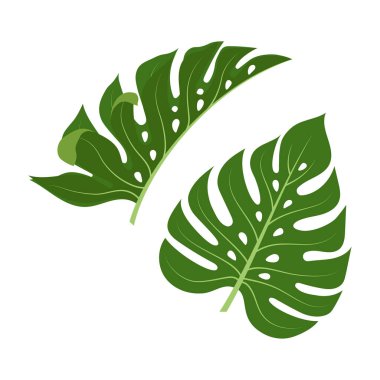 tropikal palmiye yaprakları izole