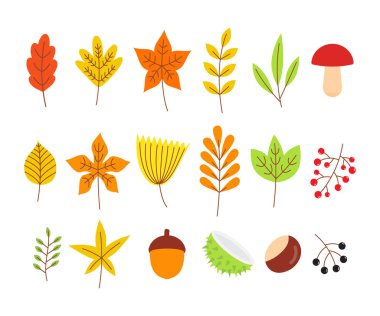 Renkli sonbahar yaprakları ve meyveleri.