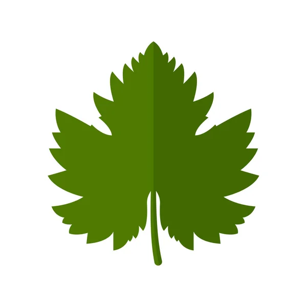 Feuille Verte Raisin Illustration Vectorielle Isolée Sur Fond Blanc — Image vectorielle