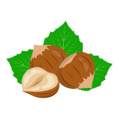 whole and half of hazelnut with leaves closeup isolated on white background, vector illustration clipart