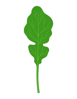 Beyaz zemin üzerinde izole edilmiş çizgi film tarzı roka ya da roka, çiftlikten alınmış sebze organik ürün, vektör çizimi