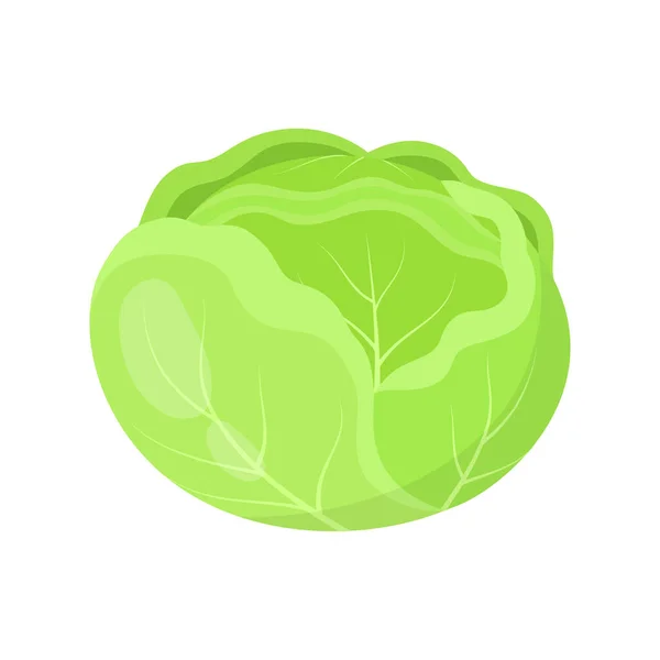Frischer Grünkohl Isoliert Auf Weißem Hintergrund Vektorillustration Gemüse Zum Kochen — Stockvektor
