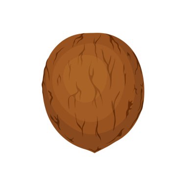 Beyaz arkaplanda izole edilmiş ceviz meyvesinin vektör çizimi