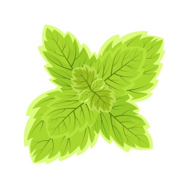 Beyaz arkaplanda izole edilmiş nane yaprakları, vektör illüstrasyonu, şirin yeşil filiz