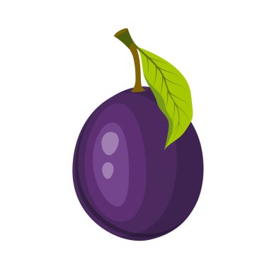 Beyaz arkaplanda yalıtılmış yapraklı taze erik, vektör illüstrasyonu