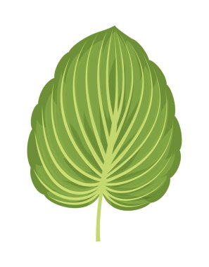 Beyaz arkaplanda izole edilmiş tek kalla yaprağı, vektör illüstrasyonu