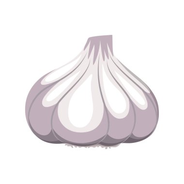 Beyaz arkaplanda izole edilmiş sarımsak başı, vektör illüstrasyonu