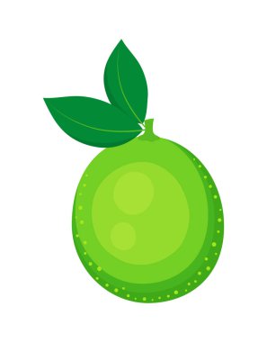 Beyaz arkaplanda yaprakları olan yeşil ekşi kireç, sulu turunçgiller, her tasarım için harika bir vektör çizimi.