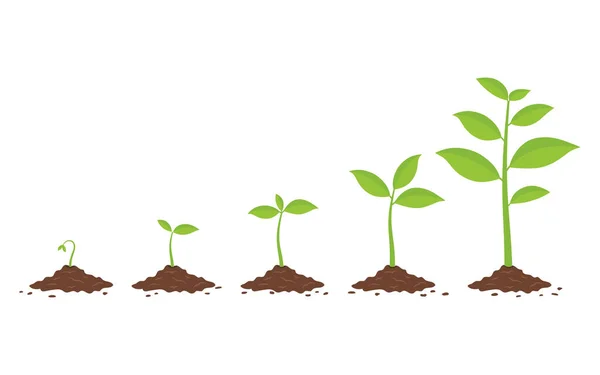 Plantes Poussant Dans Sol Phases Croissance Des Plantes Plantation Infographie — Image vectorielle