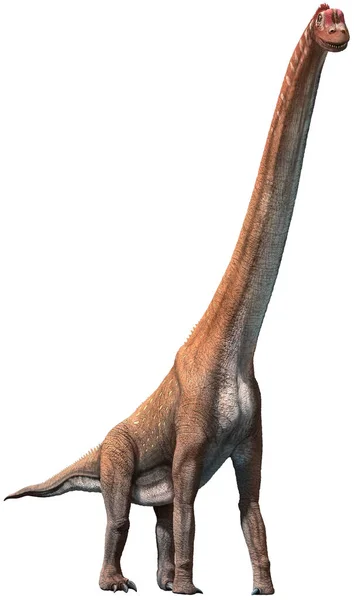 Giraffatitan Fom Jurassic Dönem Çizim — Stok fotoğraf