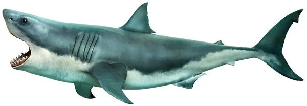 Great White Shark Side View Illustration — Stock Photo, Image