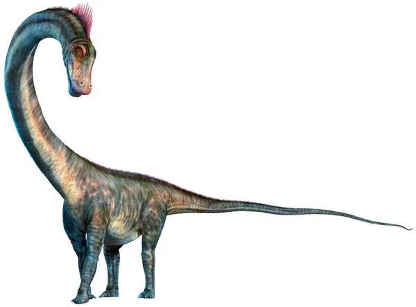 Barosaurus Uit Jurassic Tijdperk Illustratie — Stockfoto