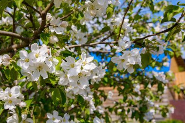 İlkbaharda, kadife yeşil yapraklı dallarda elma çiçek açar..