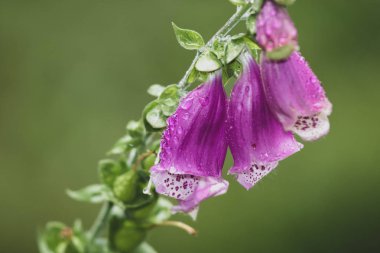 Dağın içinde yeşil arka plan üzerinde büyüyen mor yüksükotu çiçek