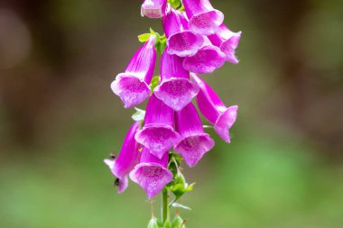 Dağın içinde yeşil arka plan üzerinde büyüyen mor yüksükotu çiçek