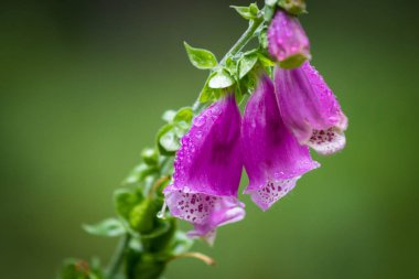 Dağın içinde yeşil arka plan üzerinde büyüyen mor yüksükotu çiçek