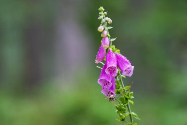 Dağın içinde yeşil arka plan üzerinde büyüyen mor yüksükotu çiçek