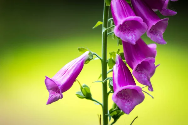 Lila Fingerhut Blume Wächst Berg Auf Grünem Hintergrund — Stockfoto