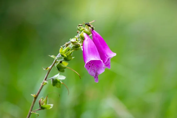 Purple Foxglove Flower Growing Mountain Green Background — Stock Photo, Image