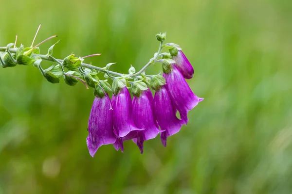 Flor Foxglove Púrpura Creciendo Montaña Sobre Fondo Verde —  Fotos de Stock