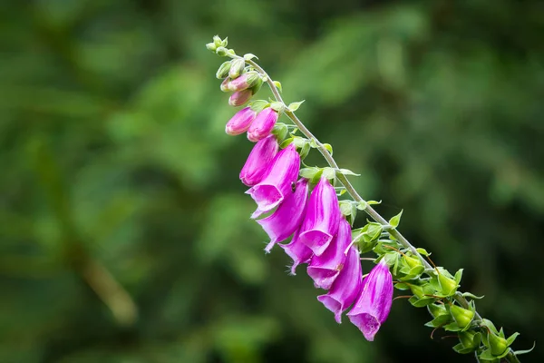 Dağın içinde yeşil arka plan üzerinde büyüyen mor yüksükotu çiçek