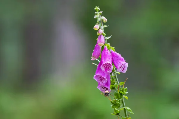 绿色背景下的紫色毛地黄花在山上生长 — 图库照片