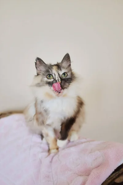 Portret Rosyjski Syberyjskie Koty Kot Jest Przygotowanie Skoku — Zdjęcie stockowe