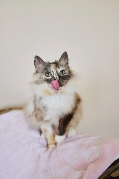 Portrait Des Chats Russes Sibérie Chat Prépare Sauter — Photo