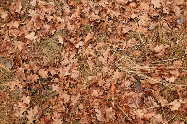 Fondo Otoño Con Hojas Secas Caídas Del Roble Finales Otoño —  Fotos de Stock