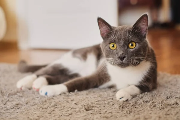 Duvar ilanı gri ve beyaz kedi beslenmeleri için bekleyen yerde yatarken ve merakla bakıyor