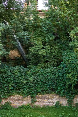 Ağaç dikey bahçe duvar arka planı için.