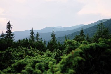 Gündoğumu günbatımı sırasında dağ Vadisi. Doğal yaz manzara. Karpat Dağları manzarada renkli yaz.