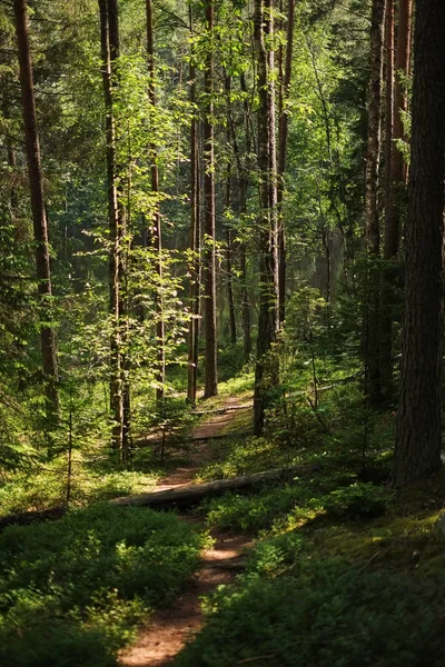 Beautiful wood at the sunset. Environment protection.