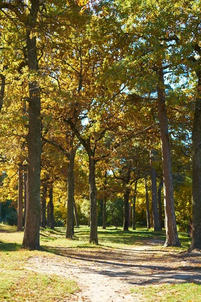 Güneşli havada güzel bir sonbahar parkı