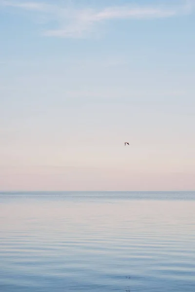 Flock White Seagulls Chilling Floating Surface Wave Blue Sea — Stock Photo, Image