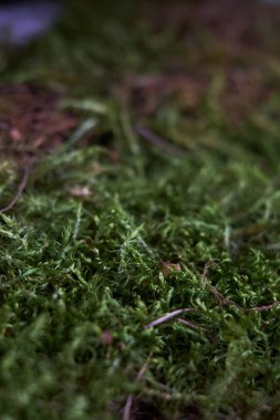 ahşap doku Moss yeşil ahşap yakın çekim ile büyümüş