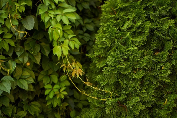 Fond Flou Vert Naturel Soleil Bokeh Rond Abstrait Partir Feuilles — Photo