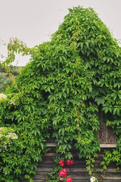Old House Overgrown Ivy — Stock Photo, Image