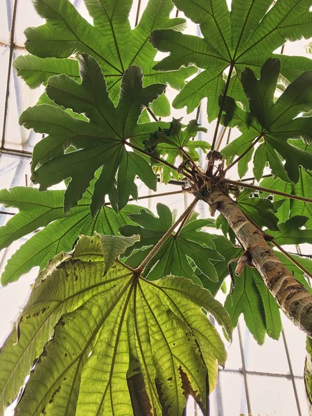 Bir cam duvara alt görünüm güneş ışığında bir sera botanik bahçesinde egzotik tropik ağaçların yaprakları içinde yumuşak aydınlatma tarafından yaktı bitki,