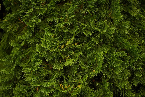 観賞用低木壁低木緑背景ブッシュ ストック画像