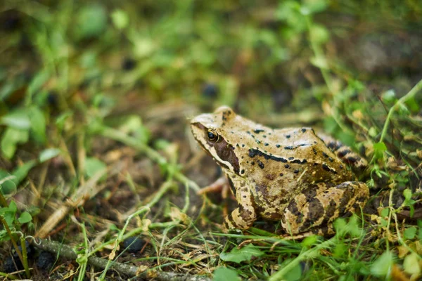 森林里的青蛙偷偷溜进潮湿的草地上 树蛙在草地特写镜头 一只草蛙 — 图库照片