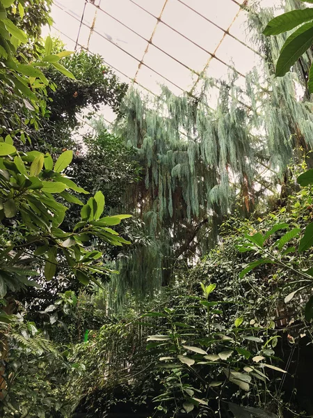 Vintage Wooden Glass Doorway Greenhouse Lush Plants Glass Ceiling View — Stock Photo, Image