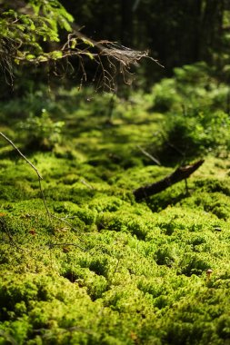 Parlak yeşil yosun, somut bir platform üzerinde büyüdü. Parlak güneşin altında moss. Üstünde belgili tanımlık merkez odaklanmak, fotoğraf kenarları bulanıklaştırma.